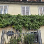 Maribor, tra storia, sapori e la vite più antica del mondo