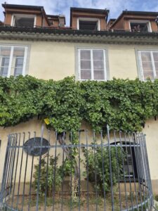 Maribor, tra storia, sapori e la vite più antica del mondo 4